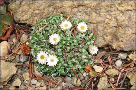 Helichrysum sessiliflorum.